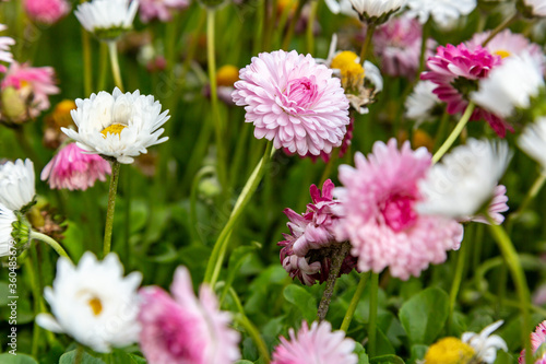 Flowerbed of white and pink daisies bellis perennis close-up. Horizontal orientation. 
