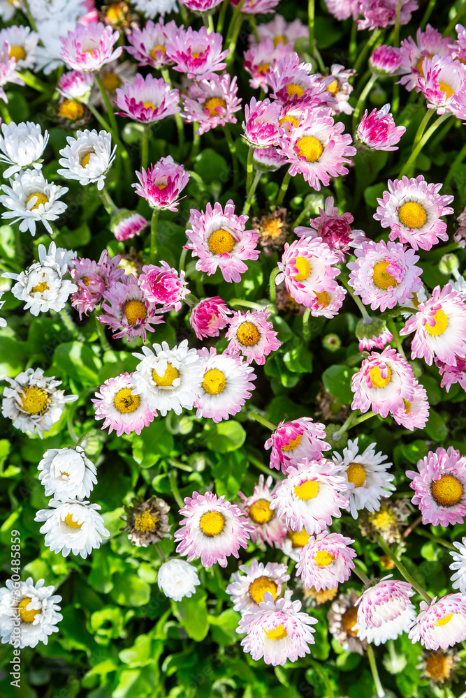 Fototapeta premium A lot of white and pink daisies bellis perennis. Vertical orientation. 