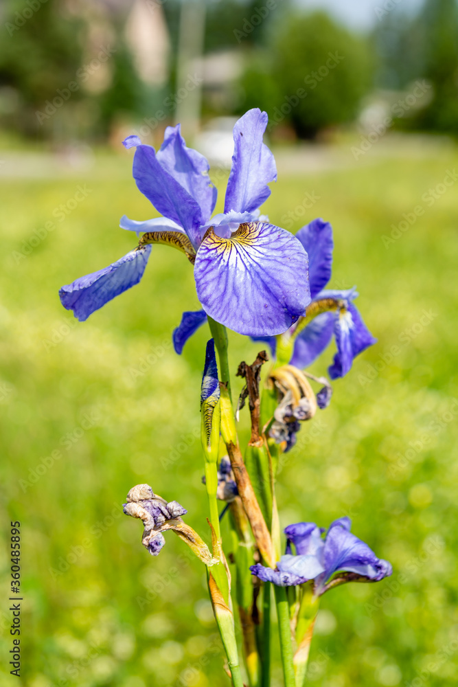 Siberian iris (Iris sibirica) on the meadow in sunny day