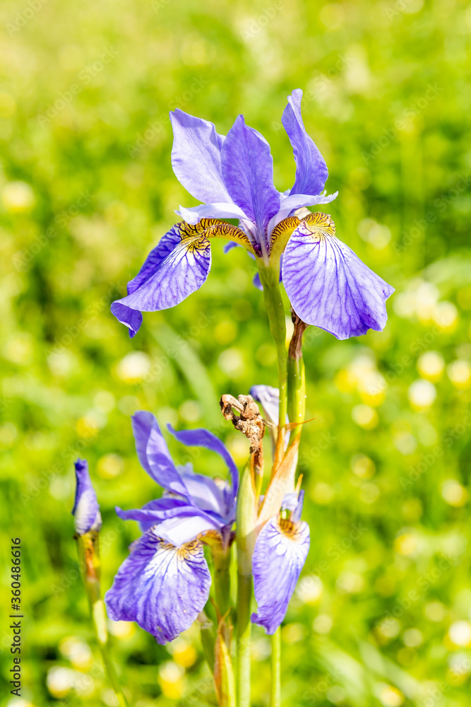 Siberian iris (Iris sibirica) on the meadow in sunny day