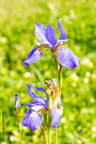 Obraz na płótnie Siberian iris (Iris sibirica) on the meadow in sunny day w salonie