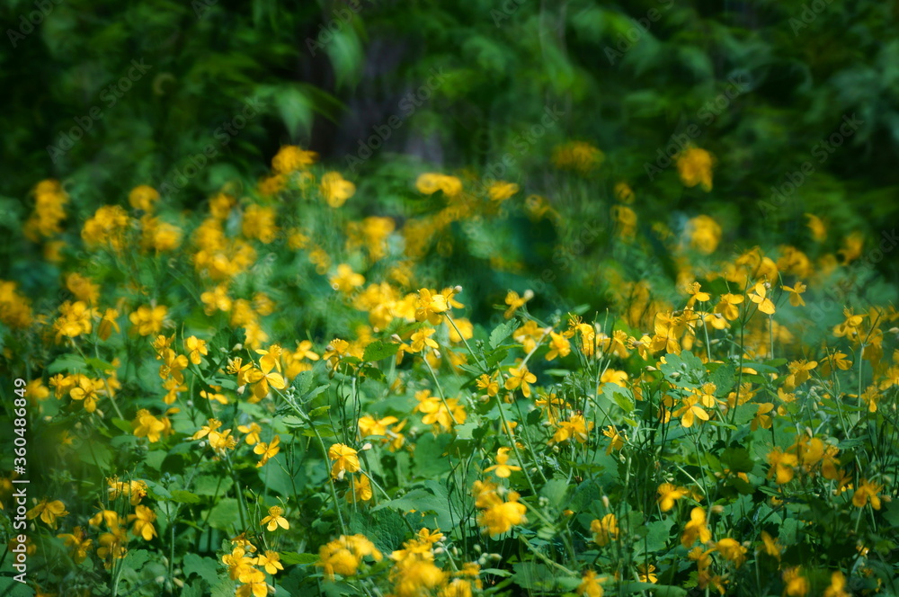 Obraz premium Celandine blooming in the field. Medicinal wildflowers.