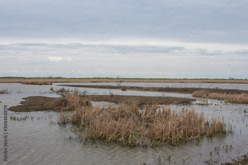 Swamp on Ermak Island in the Danube Biosphere Reserve near the town of Vylkove. Ukraine