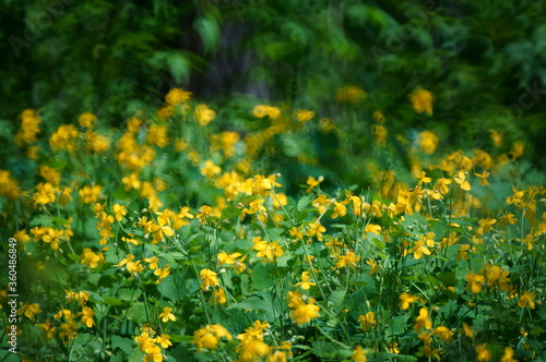 Celandine blooming in the field. Medicinal wildflowers.