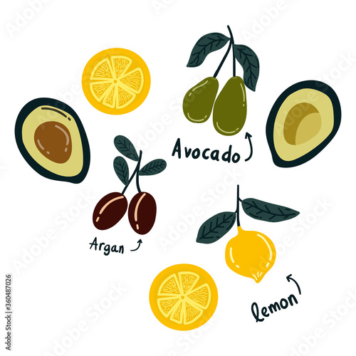 hand drawn argan oil, avocado and lemon vector illustration.