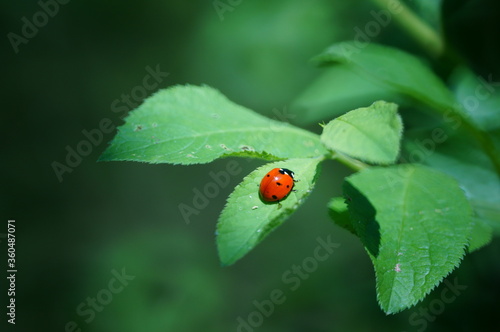 Ladybug on a green leaf. Insects in nature.
