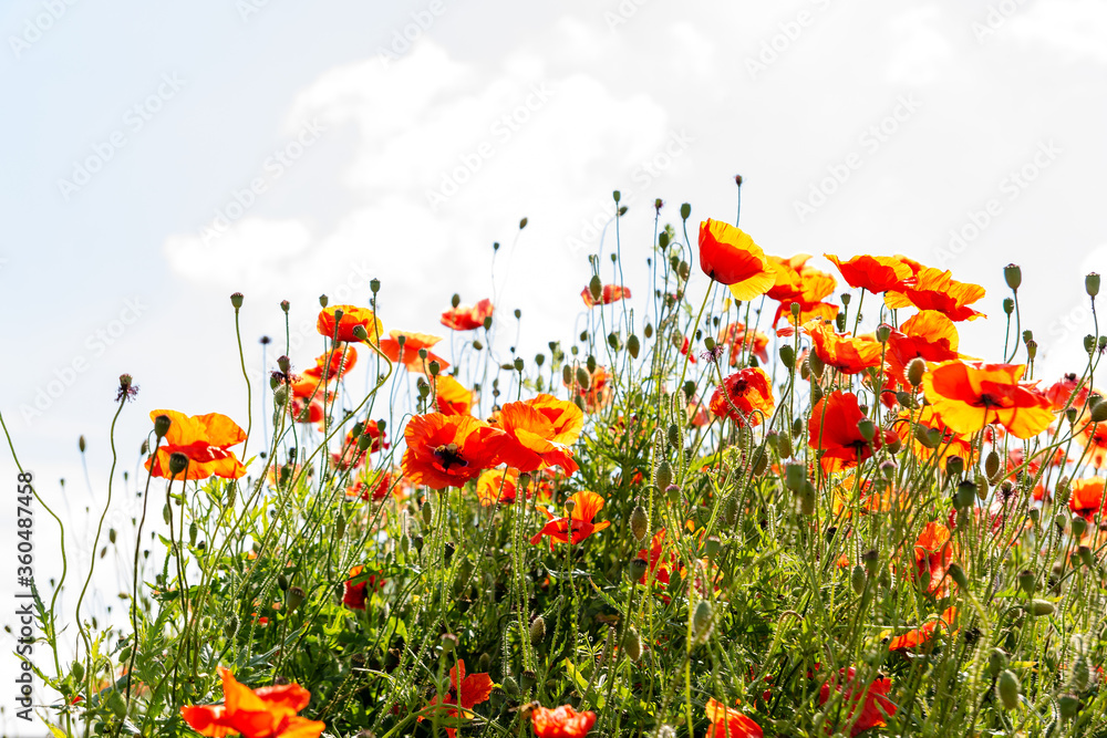 Field poppy (Papaver rhoeas) on the meadow in sunny day