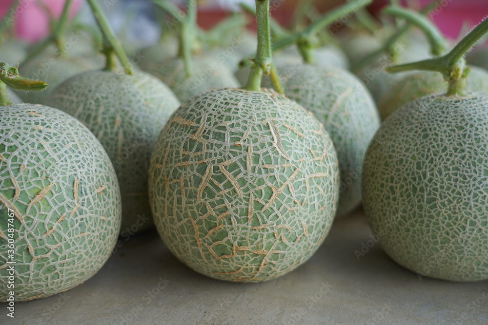 Fresh Japanese melons produce from organic farm, sweet fruit and good nutrition on table background Fresh Japanese melons produce from organic farm, sweet fruit and good nutrition on table background