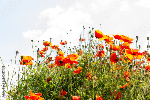 Obraz na płótnie Field poppy (Papaver rhoeas) on the meadow in sunny day w salonie