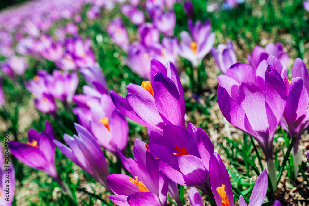A meadow of violet spring flowers saffron. Floral background with many crocuses. A meadow of violet spring flowers saffron. Floral background with many crocuses.