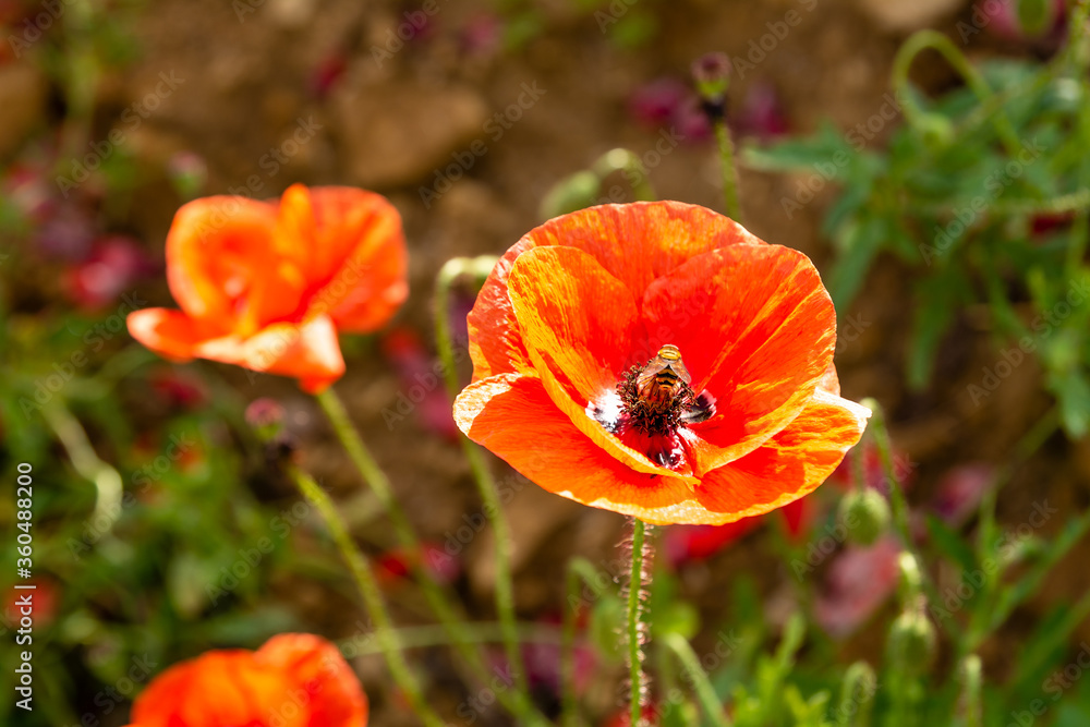 Field poppy (Papaver rhoeas) on the meadow in sunny day