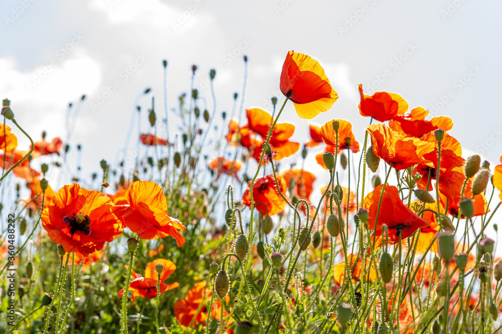 Field poppy (Papaver rhoeas) on the meadow in sunny day