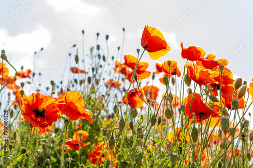 Obraz na płótnie Field poppy (Papaver rhoeas) on the meadow in sunny day w salonie