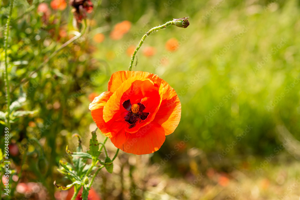 Field poppy (Papaver rhoeas) on the meadow in sunny day