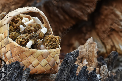 Morel mushrooms in a wicker basket on a stump in the forest. Tasty edible wildgrowing mushrooms photo