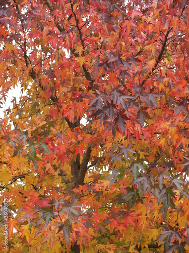 Colourful Leaves