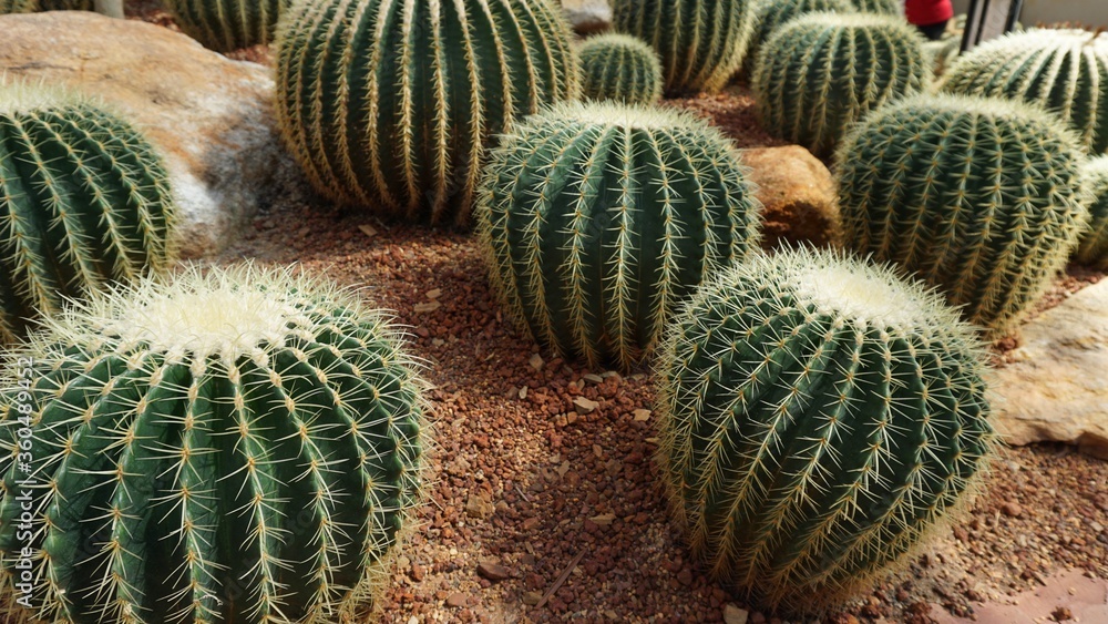 Echinocactus​ grusonii​ many​ cactus​ in​ the​ tree​ nursery