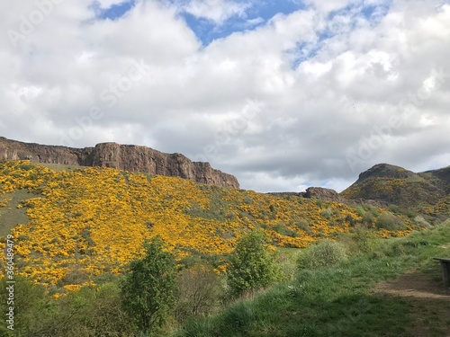 yellow flowers in the mountains