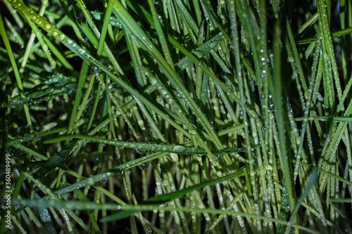 close up of green grass waterdrops