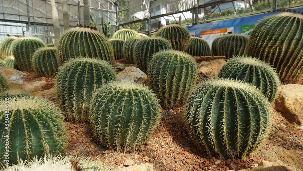 Echinocactus grusonii many cactus in the tree nursery Echinocactus grusonii many cactus in the tree nursery