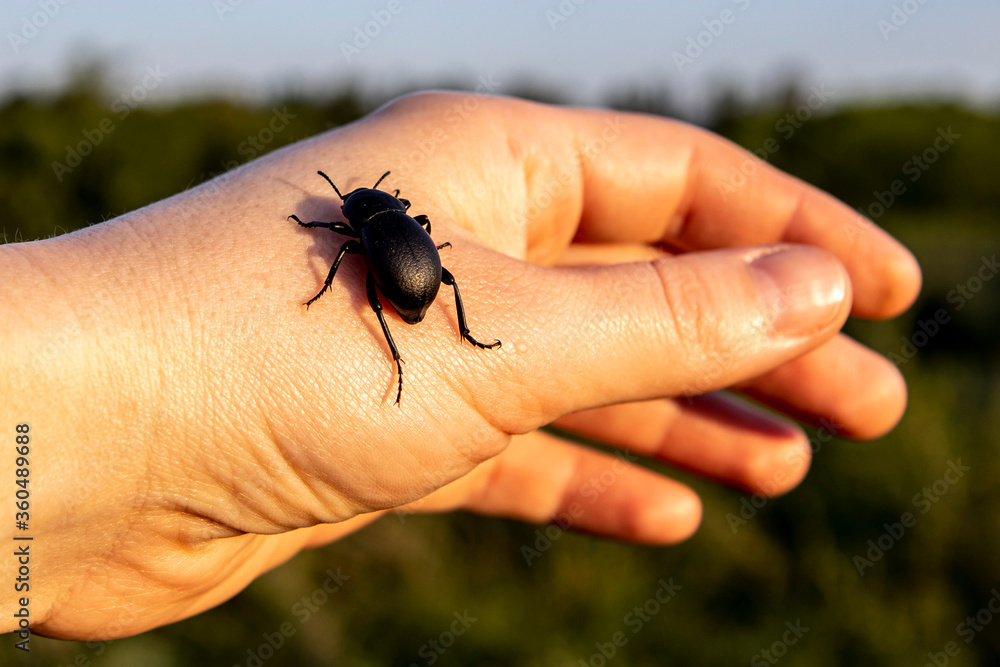 Obraz premium a large black beetle crawling on the hand of the girl in the background