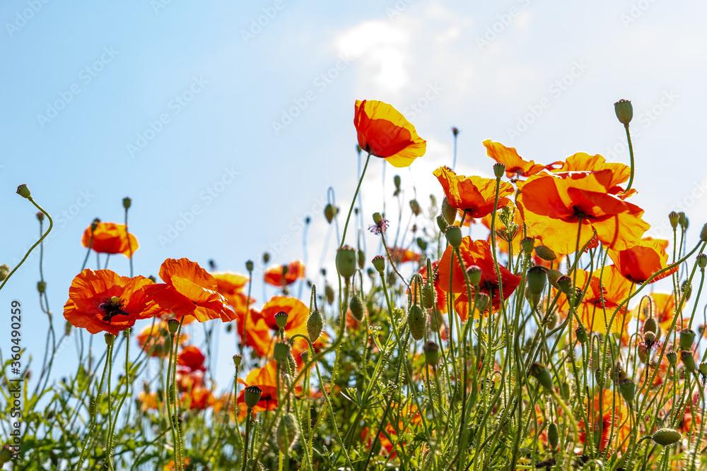 Field poppy (Papaver rhoeas) on the meadow in sunny day