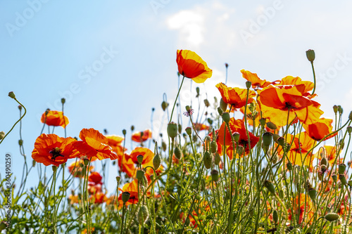 Obraz na płótnie Field poppy (Papaver rhoeas) on the meadow in sunny day w salonie