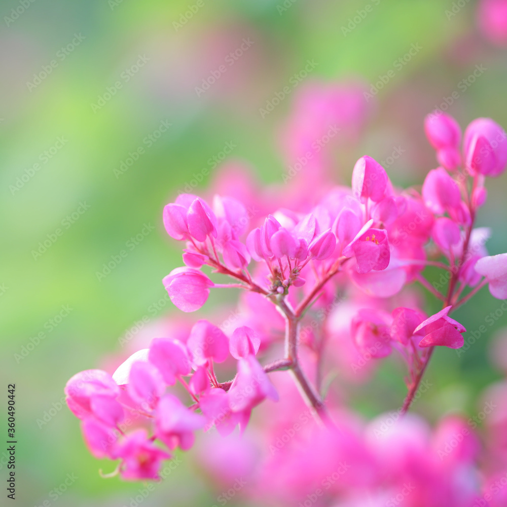 Polygonaceae pink flower close up in green field Polygonaceae pink flower close up in green field