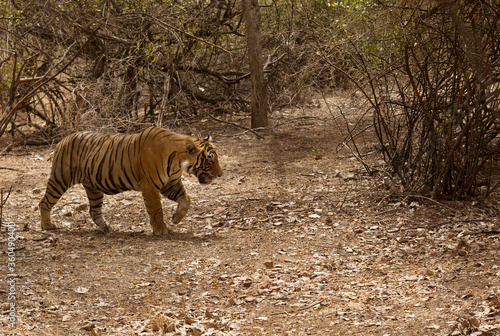 Tiger cub walking in the jungle of Ranthambore Tiger Reserve