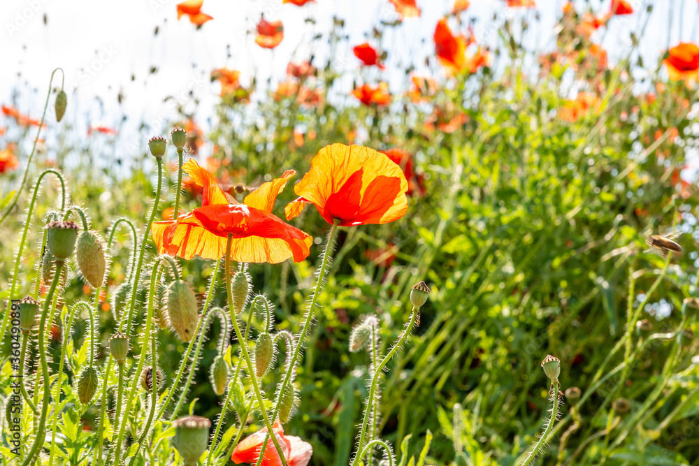 Field poppy (Papaver rhoeas) on the meadow in sunny day