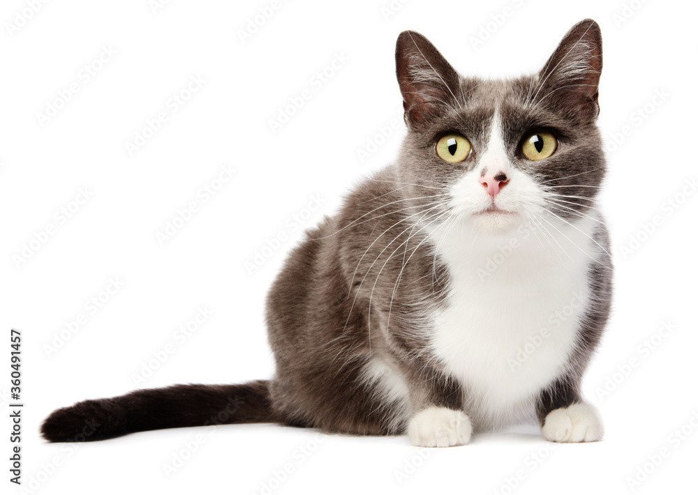 grey shorthair cat on white background