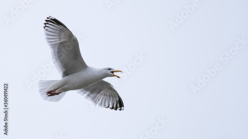 Herring gull in flight with his wings outstretched showing feathers and plumage