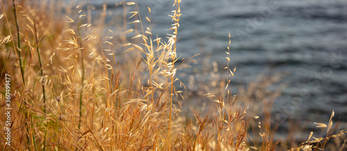 The common dry wild oat, the avena fatua, considered as grass. photo