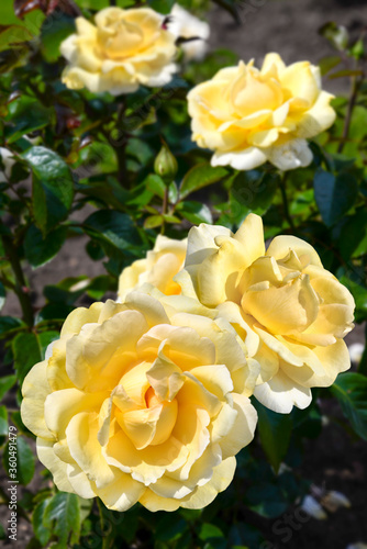yellow roses in a garden