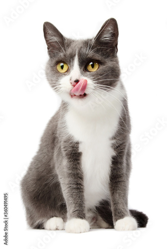 grey shorthair cat with tongue out on white background
