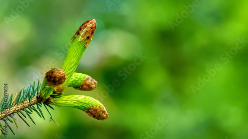 Sitka spruce spring buds against a verdant green background
