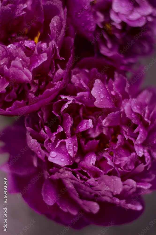 peonies close-up with water drops on petals
