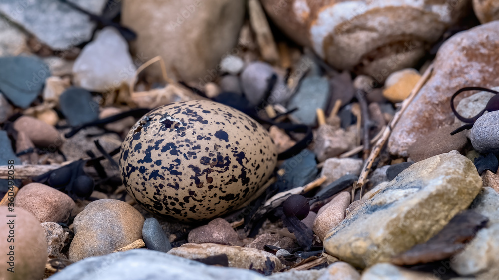 Oyster catcher chick hatching from an egg Oyster catcher chick hatching from an egg