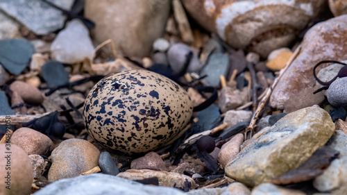 Oyster catcher chick hatching from an egg