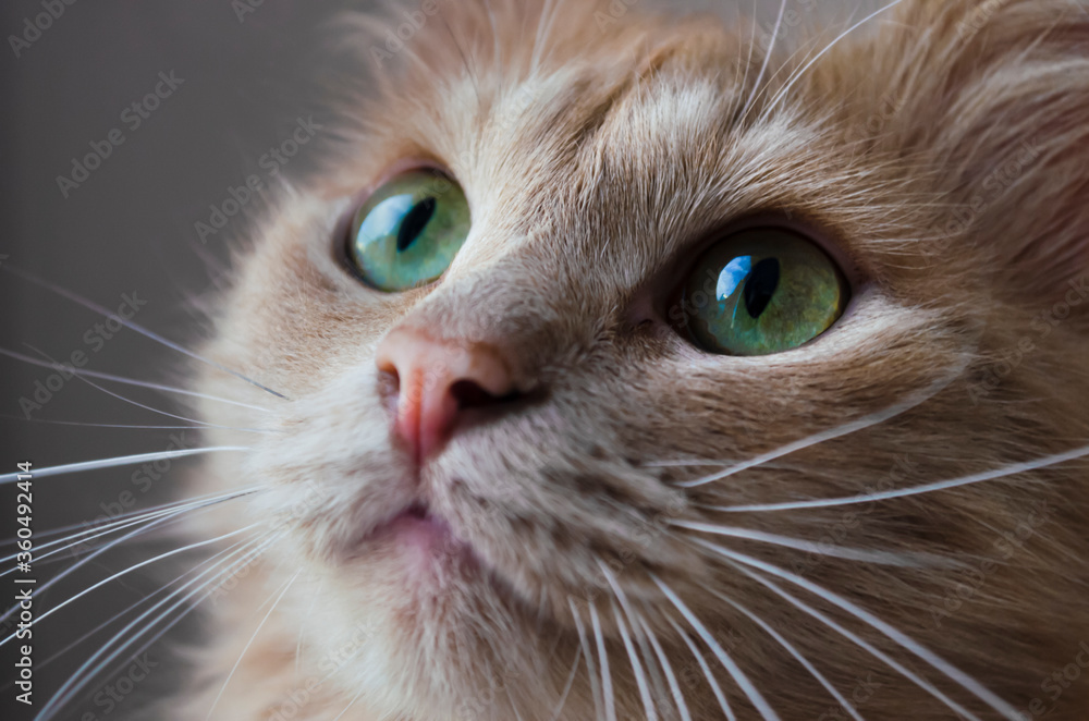 The muzzle of a fluffy beige cat close-up. Green eyes of a cat. Beautiful pet. Mustache.