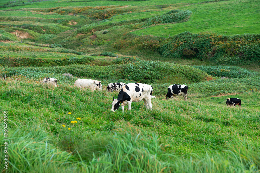 サロベツ原野の大規模牧場に放牧中の乳牛 / 北海道 豊富町