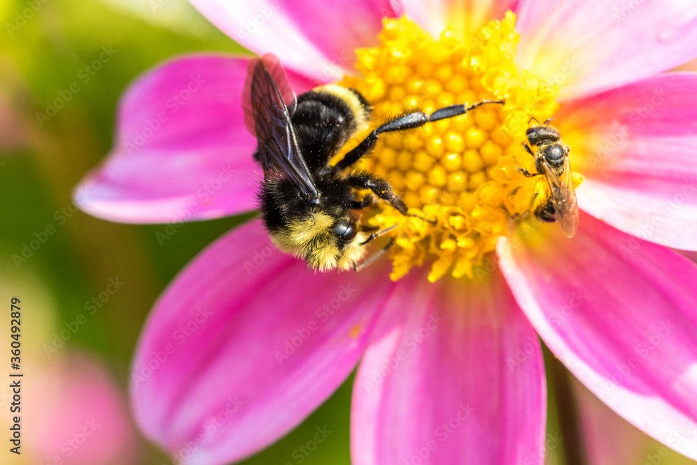 a bumble bee gathering nectar from a pink flower, Salem, Oregon. a bumble bee gathering nectar from a pink flower, Salem, Oregon.
