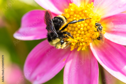 a bumble bee gathering nectar from a pink flower, Salem, Oregon.