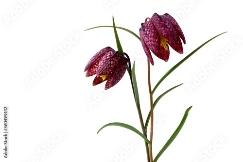Flower Purple Fritillaria meleagris or chess flower isolated on white background