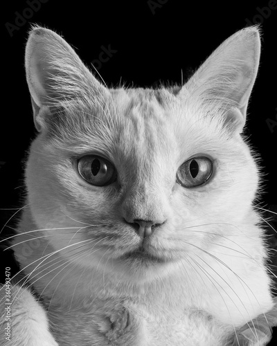 こちらを見る白猫のポートレート、モノクロ写真