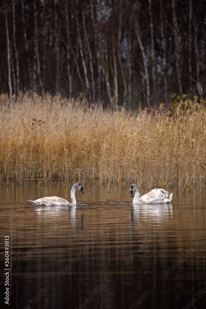 Two baby black swans swimming in lake together.