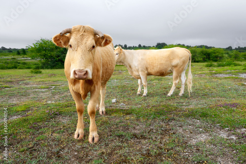 Cows grazing fresh green grass on the field. Farm. Animals graze on a meadow. Cows on pasture. Milk and meat industry. . High quality image