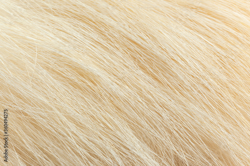 Milky white fur close-up, used as a background or texture. Soft focus