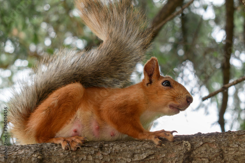 Portrait of a red squirrel on a tree branch. Feeding period is squirrel. Ash fluffy tail, swollen nipples. Profile view. Close-up. © Sergei Tim