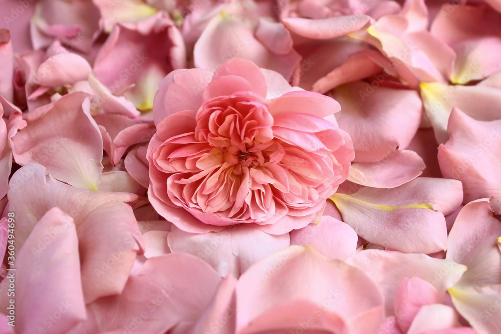 Floral background. Mauve of rose and petals. Floral background. Mauve of rose and petals.